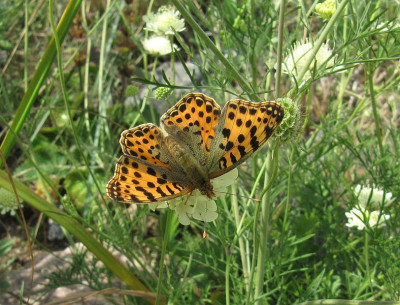 IMG_3488_Kleiner_Perlmuttfalter_18Juli2018_.jpg