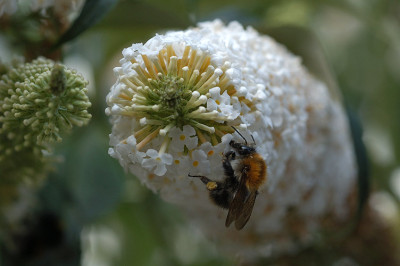 buddleja_hummel_2_6374.jpg