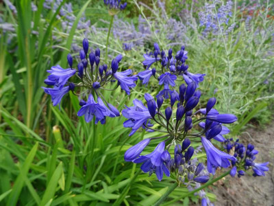 Agapantus donker blauw Juli 2018.JPG