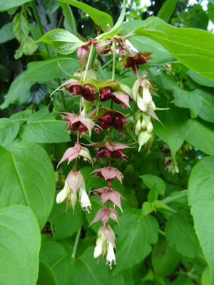 Leycesteria formosa Juli 2018.JPG