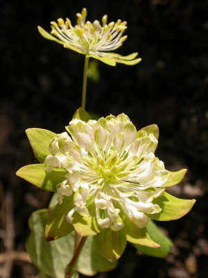 anemonella-green-hurricane2.jpg