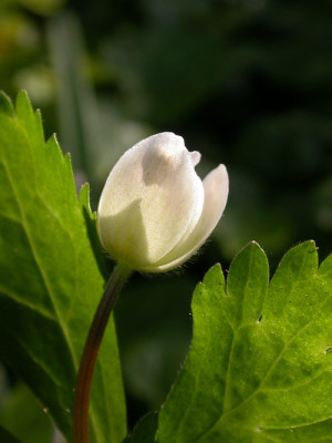 anemone-flaccida.jpg