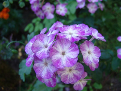 DSC02705.JPG