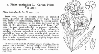 Phlox paniculata Illustrated Flora of the Northern United States and Canada; Nathaniel Lord Britton, Addison Brown 1913.jpg