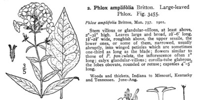 Phlox amplifolia Illustrated Flora of the Northern United States and Canada; Nathaniel Lord Britton, Addison Brown 1913.jpg