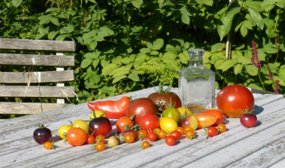 2018-07-19 Tomaten 4.jpg