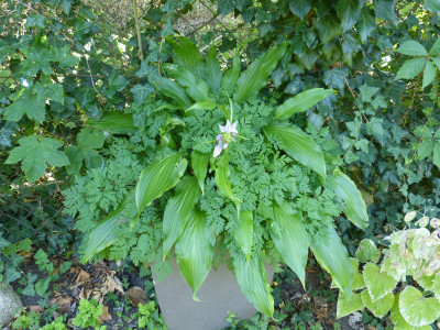 2018-07-19 Hosta.jpg