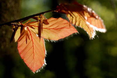 Blutbuche-im-Wald-k.jpg