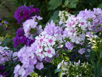 2018-07-19 Gartenimpressionen 1.jpg