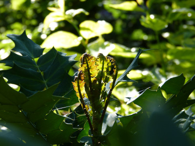 2018-07-19 Gartenimpressionen 4.jpg