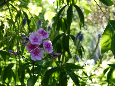 2018-07-19 Gartenimpressionen 5.jpg