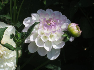 Dahlia 'Eveline'_7210.jpg