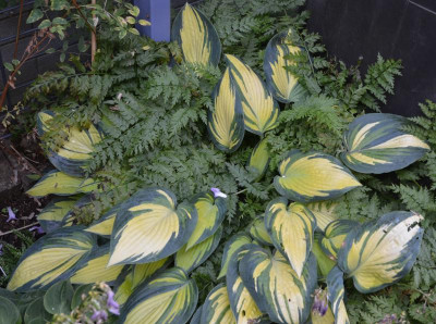 Hosta-RememberMe.18-1.jpg