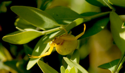 Krabbenspinne-0407.jpg