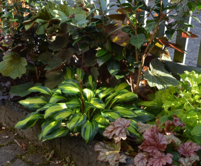 Hosta-RainbowsEnd.18-1.jpg
