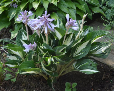 Hosta-CliffordsStingray.18-1.jpg