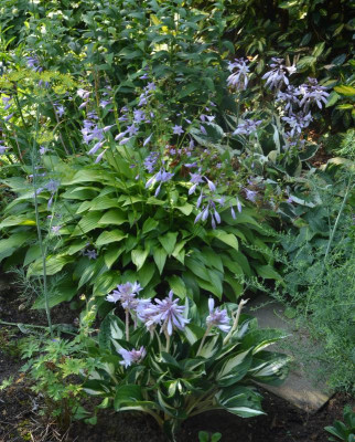 Hostas.18-2.jpg