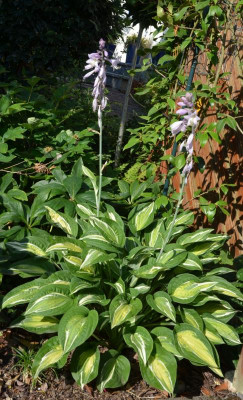 Hosta-SnakeEyes.18-2.jpg