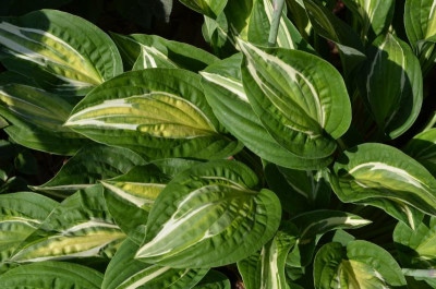 Hosta-SnakeEyes.18-3.jpg
