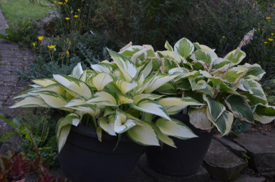 Hostas.18-3.jpg