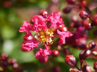 P1040847-1.jpg