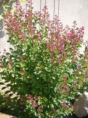 P1040850-1.jpg