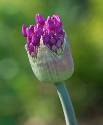 Allium-0407.jpg