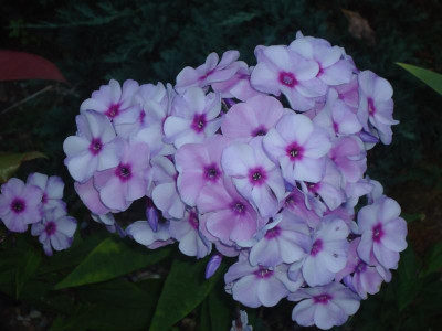 DSC02269.JPG