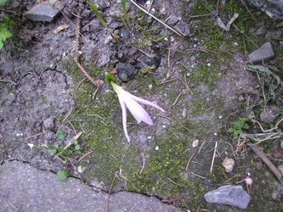 Pleione.jpg