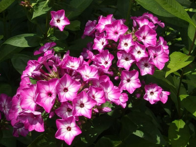 Just Pink_Ga_P7040251.JPG
