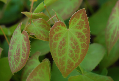 Epimedium_Sulphureum-Blatt.jpg