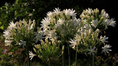 GidW - WHITE HEAVEN.jpg