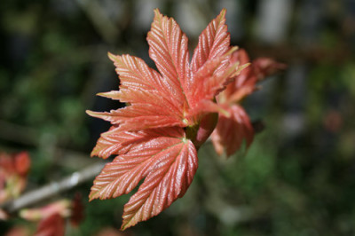 C0352_Austrieb_Acer_pseudoplat.Brilliantissimum.jpg