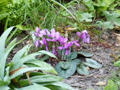 2018-07-20 Cyclamen purpurascens.jpg