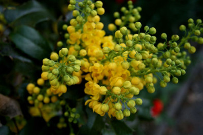 C0300_Mahonienblute.jpg