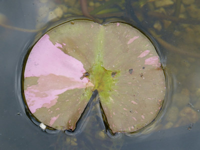 2018-07-20 Nymphaea 'Arc en Ciel'.jpg