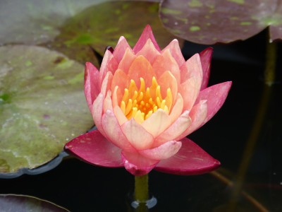 2018-07-20 Nymphaea 'Wanvisa'.jpg