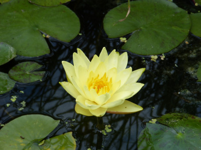 2018-07-20 Nymphaea 1.jpg
