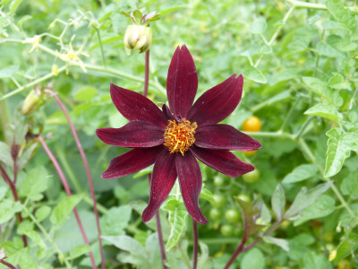 2018-07-20 Dahlia 'Dark Desire'.jpg