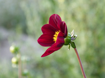 2018-07-20 Dahlia 'Mexican Star' 1.jpg