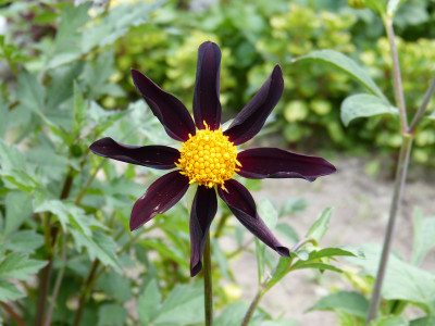 2018-07-20 Dahlia 'Verone's Obsidian'.jpg