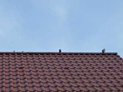 2018-07-20 Gartenvögel.jpg