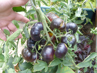 2018-07-20 Tomaten 'Lucid Gem'.jpg