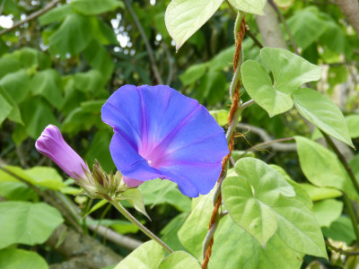 2018-07-20 Impomea indica.jpg