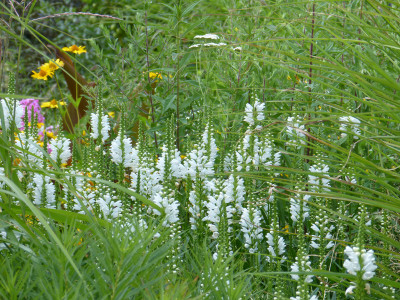 2018-07-20 Physostegia.jpg