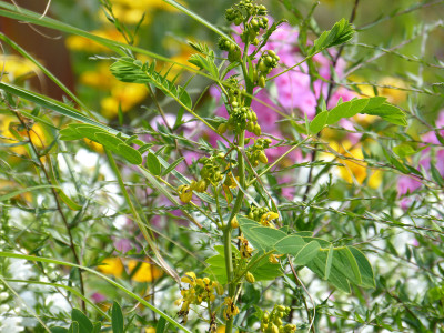 2018-07-20 Senna hebecarpa.jpg