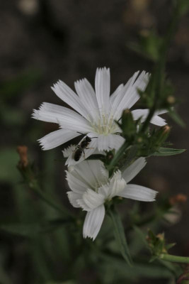 3EAB9EEC-42C6-4454-9F3C-6983DF4BEC54.jpeg