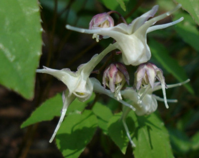 Epimedium1jpg.jpg