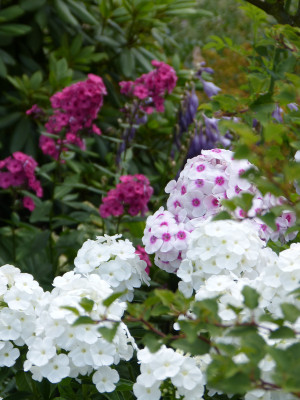 2018-07-20 Gartenimpressionen 3.jpg