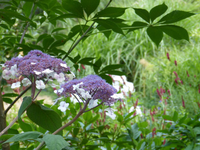 2018-07-20 Gartenimpressionen 4.jpg